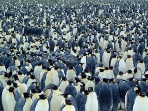 penguins-795082